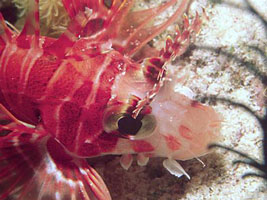 Great Barrier Reef