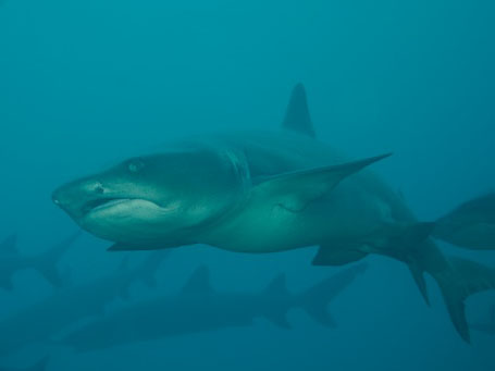 White-Tip Shark